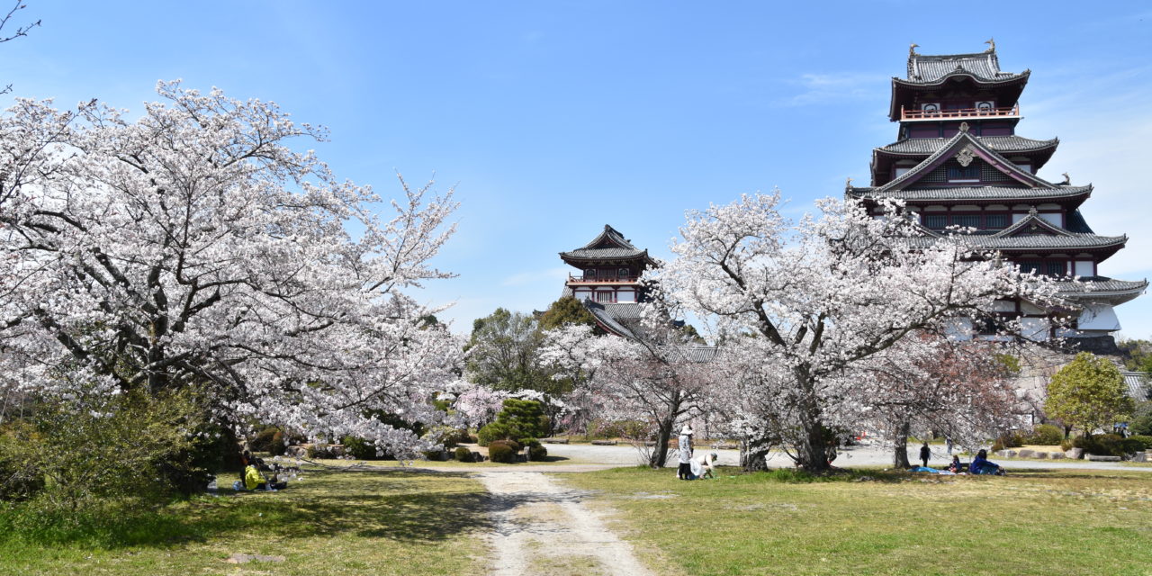 Kyoto et les cerisiers en fleurs