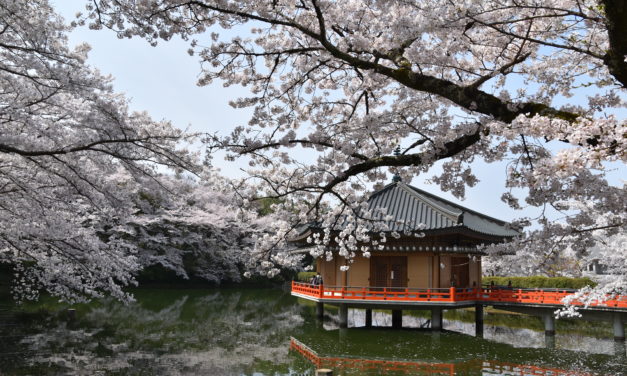 Kyoto et les cerisiers en fleurs