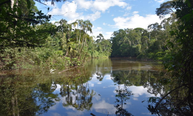 La forêt amazonienne