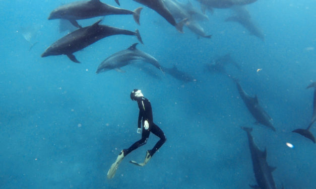 Les Galápagos